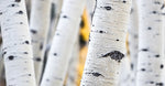 Aspen Bark Extract